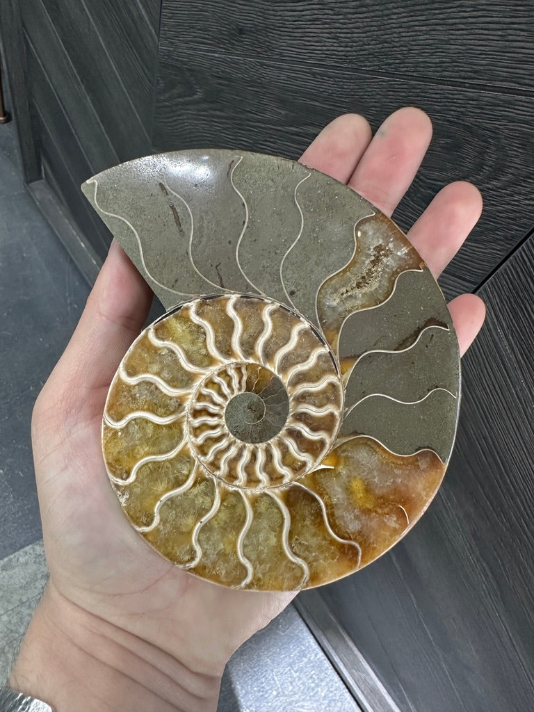 Small Fossilized Ammonite Pair