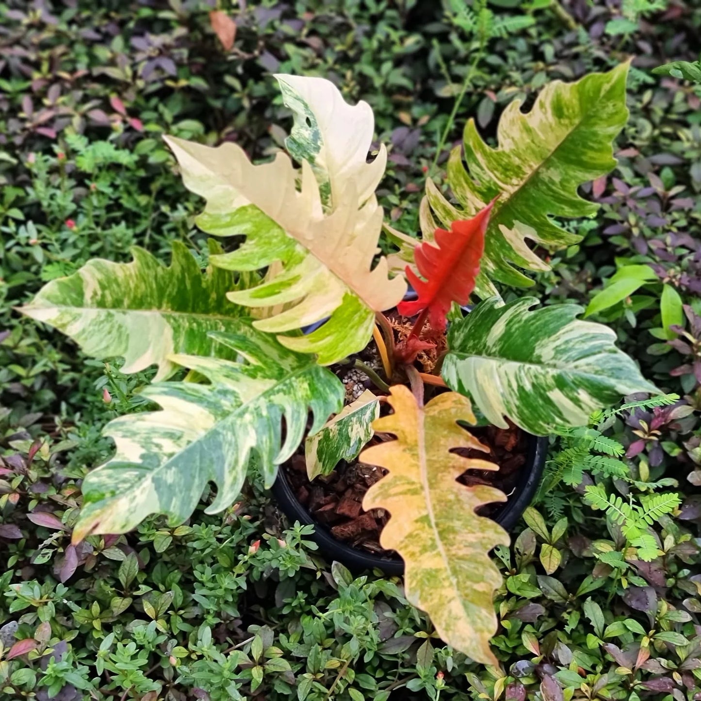 Variegated Philodendron Pendant | Sterling Silver & 24k Gold