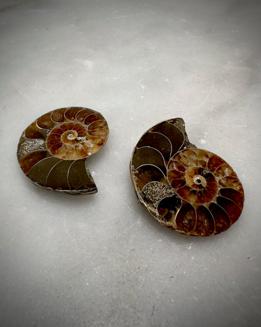 Ammonite Fossil Pair (Small)
