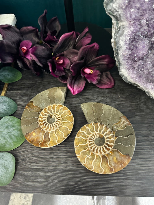 Small Fossilized Ammonite Pair