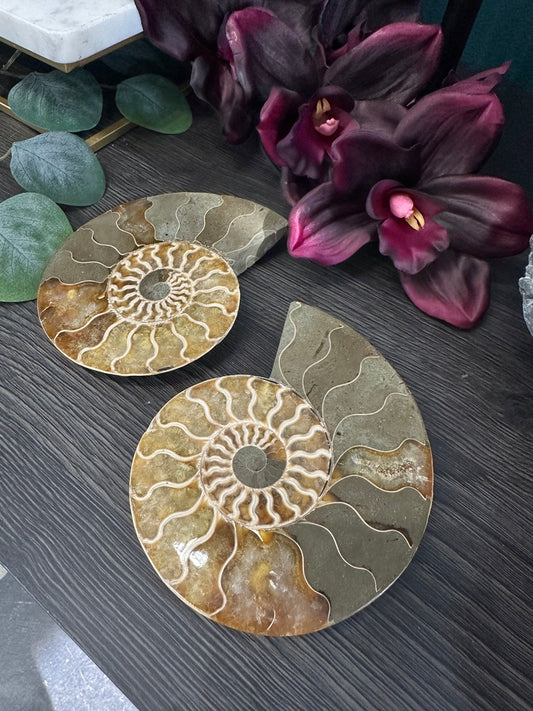 Small Fossilized Ammonite Pair