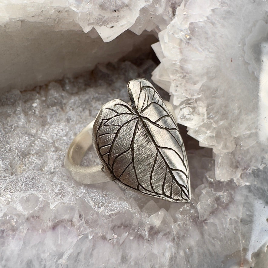 Anthurium Crystallinum Leaf Ring