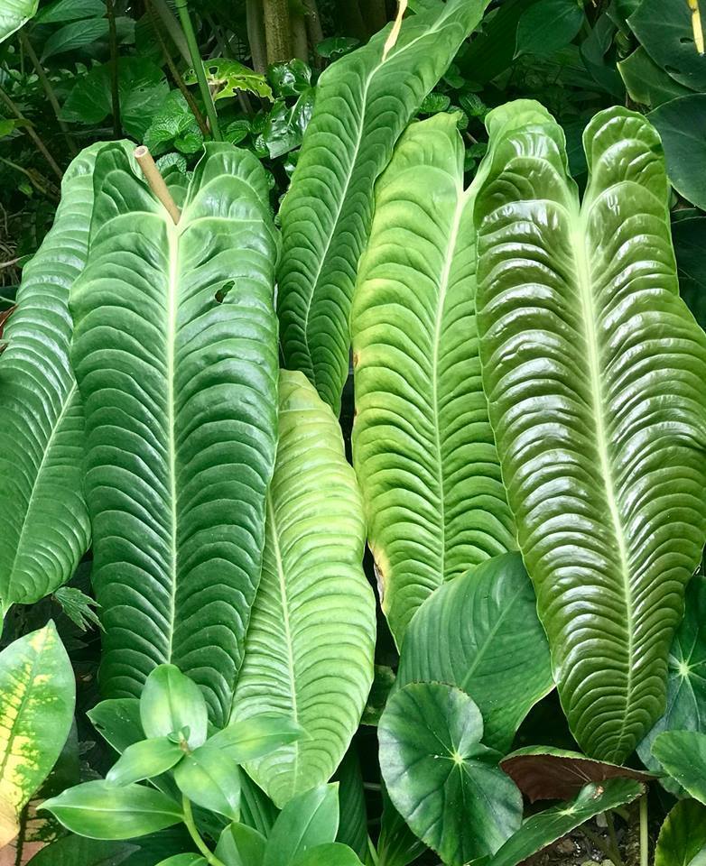 Anthurium Veitchii Stud Earrings