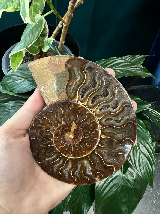 Small Ammonite Pair