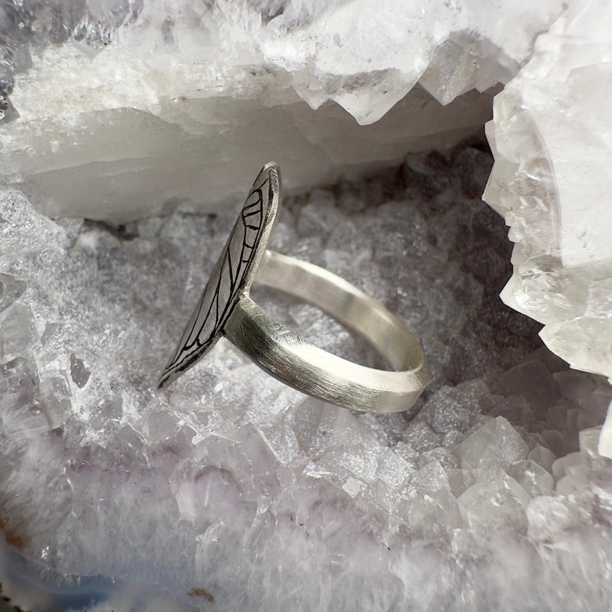 Anthurium Crystallinum Leaf Ring