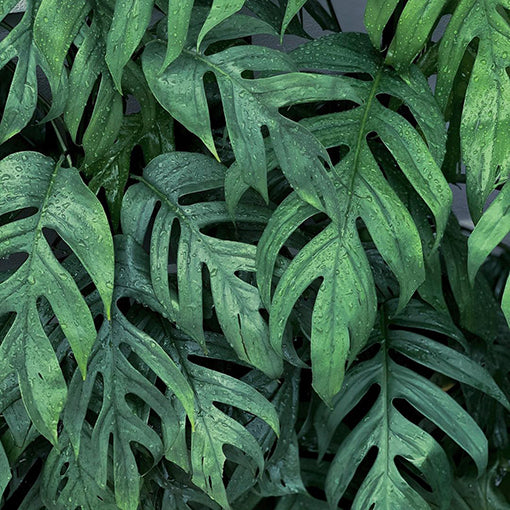 Epipremnum Pinnatum 'Cebu Blue' Pendant