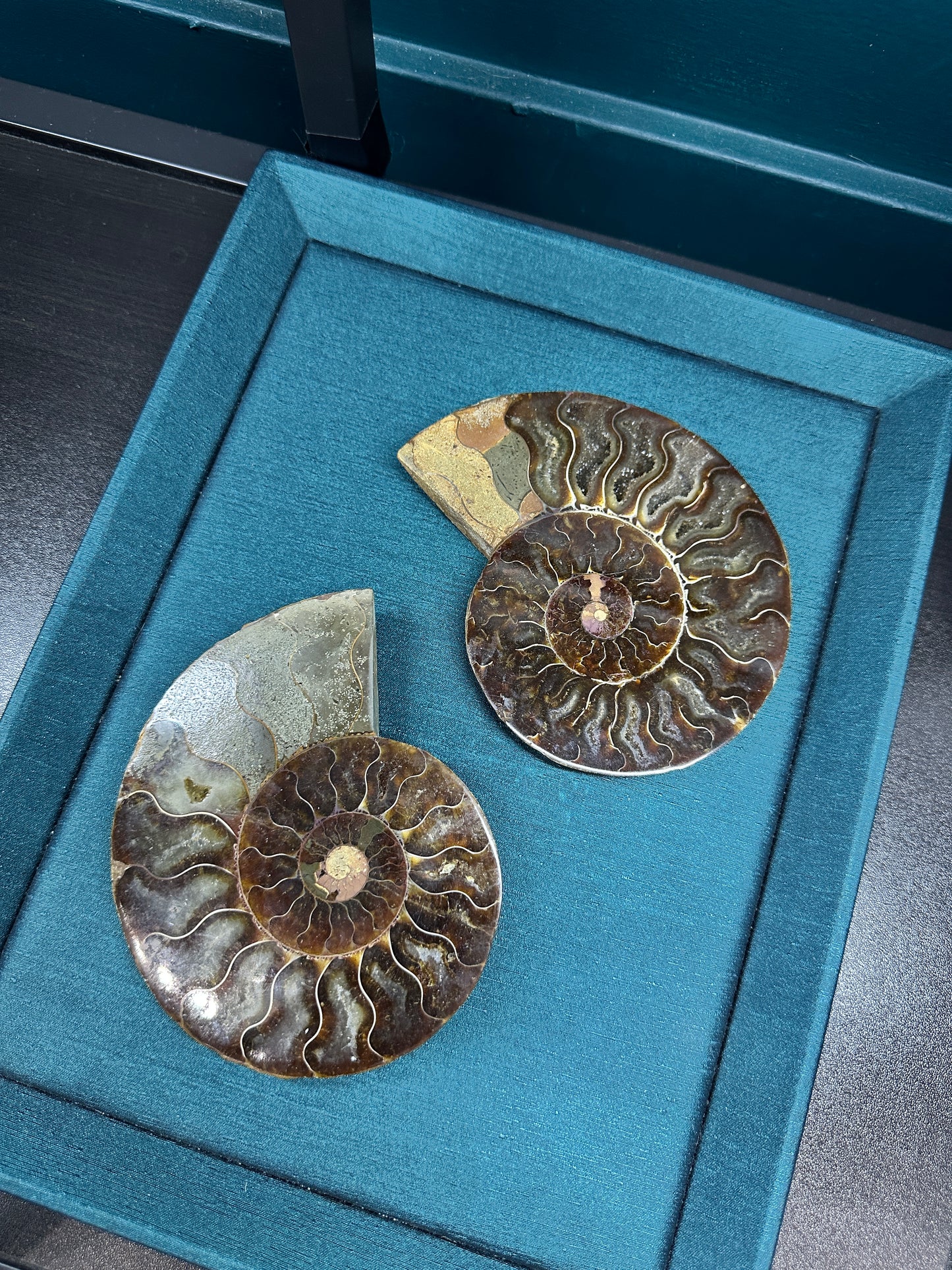 Small Ammonite Pair