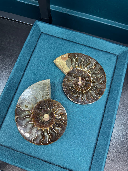 Small Ammonite Pair