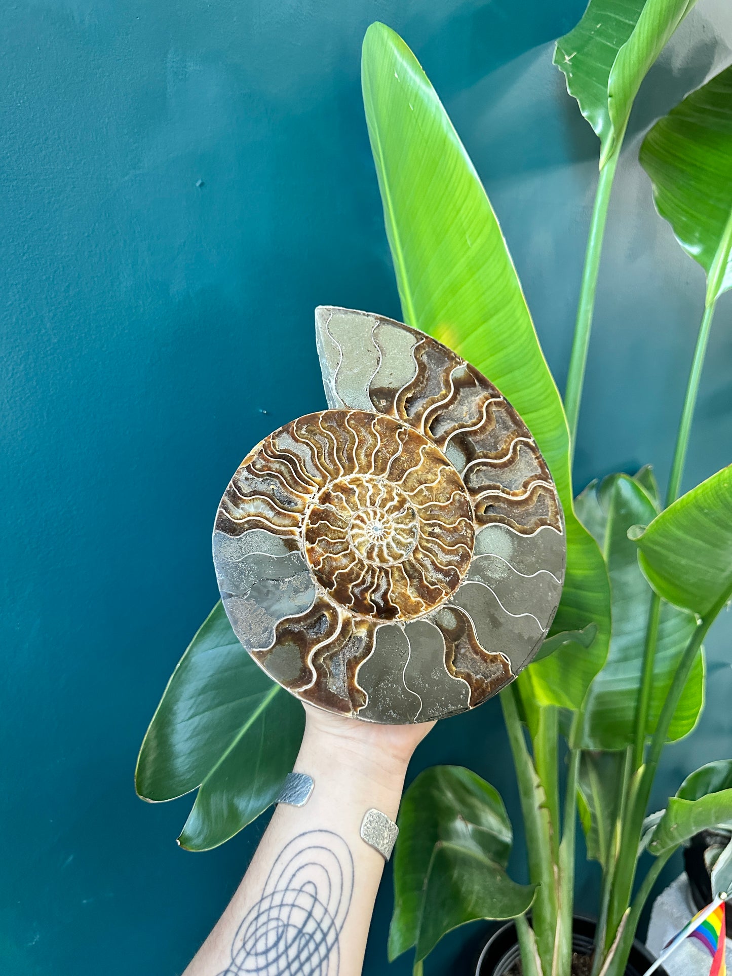 Large Fossilized Ammonite Pair