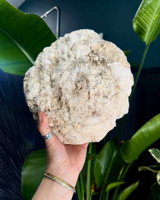 White Quartz Geode from Morocco | Cabinet Sized Crystal Specimen