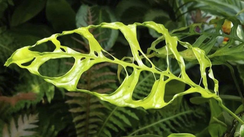 Monstera Obliqua 'Peru' Pendant