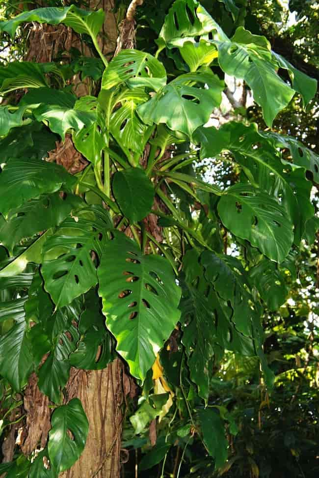 Monstera Acacoyaguensis Leaf Pendant